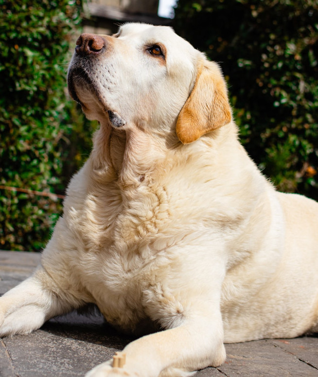 English yellow lab