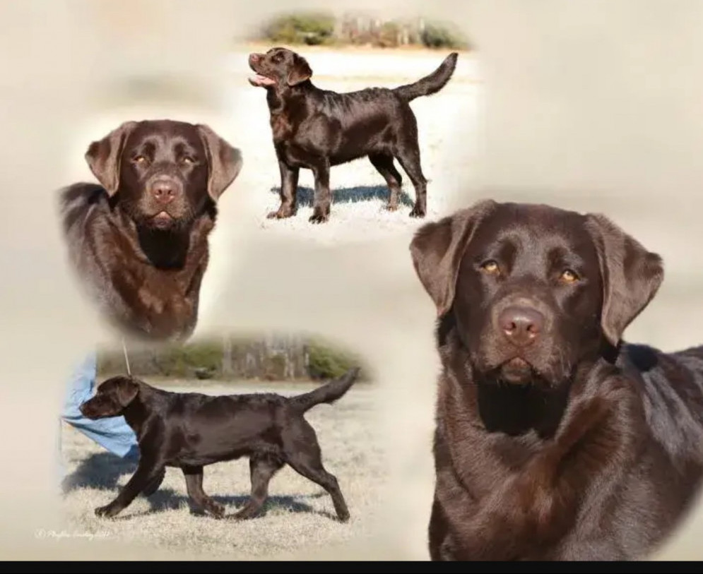 Tina-chocolate-lab-show-dog